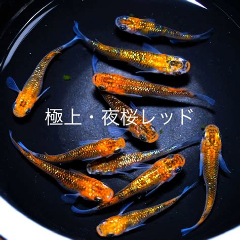 成魚落雁 望月彩花